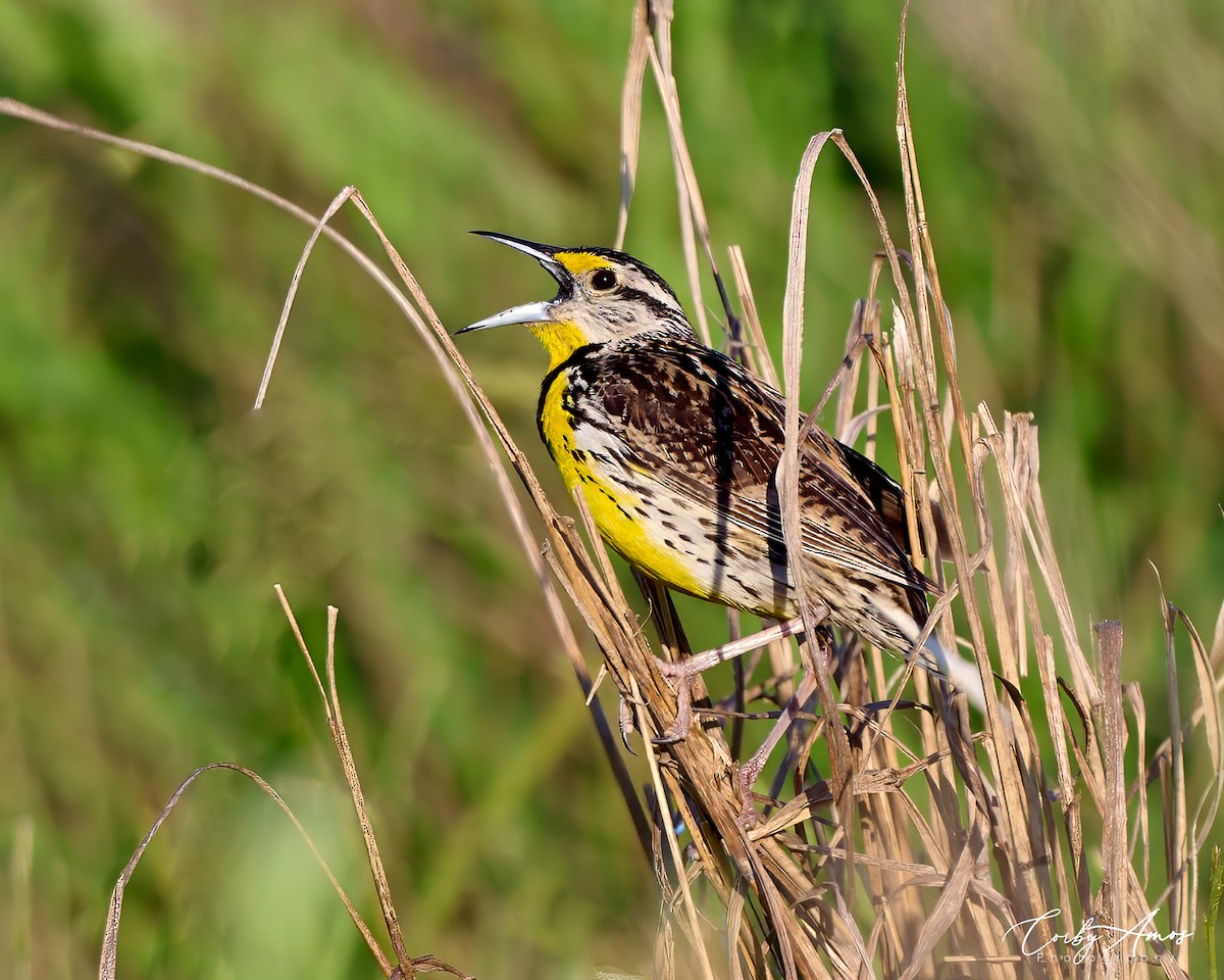 Eastern Meadowlark - Corby Amos