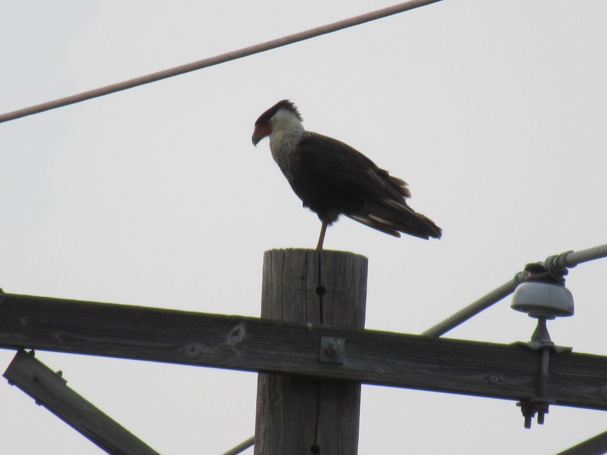 Crested Caracara - ML619957777