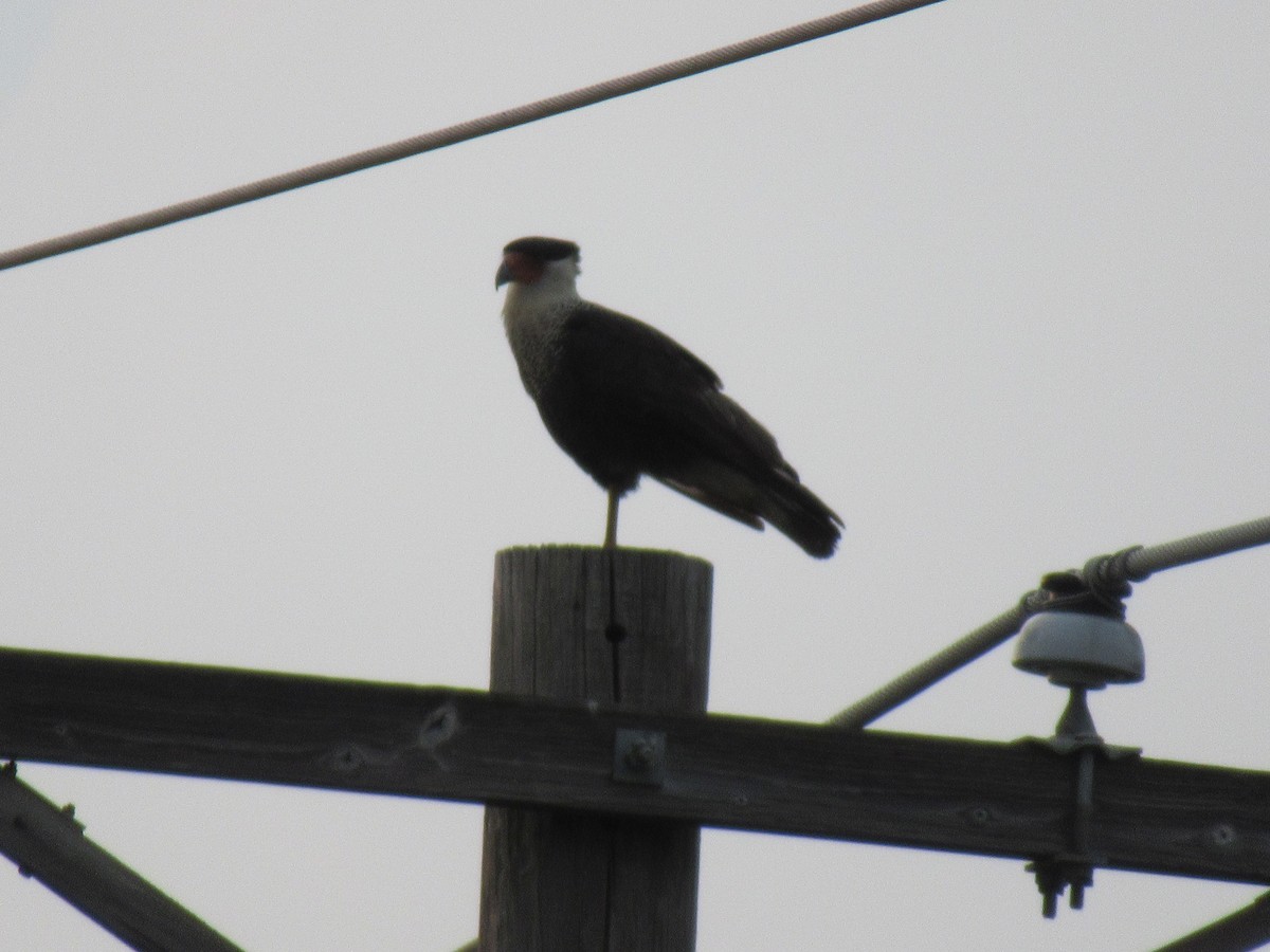 Crested Caracara - ML619957778