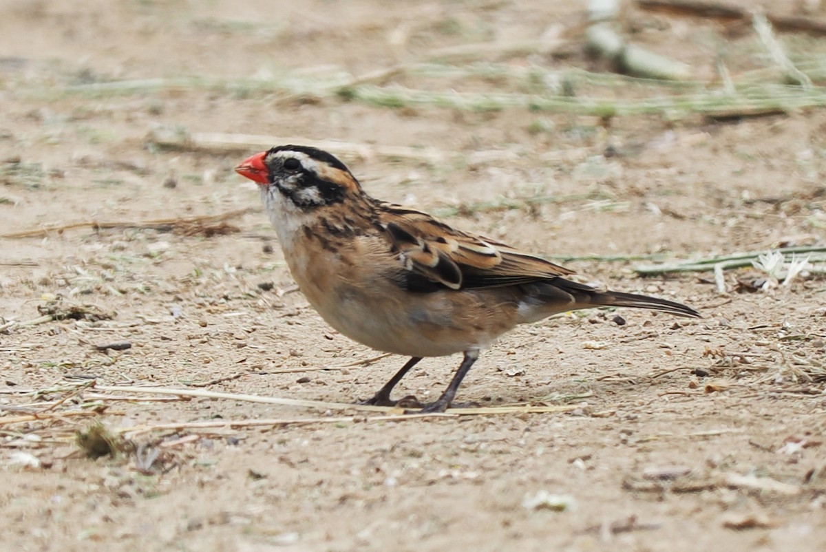 Pin-tailed Whydah - ML619957782