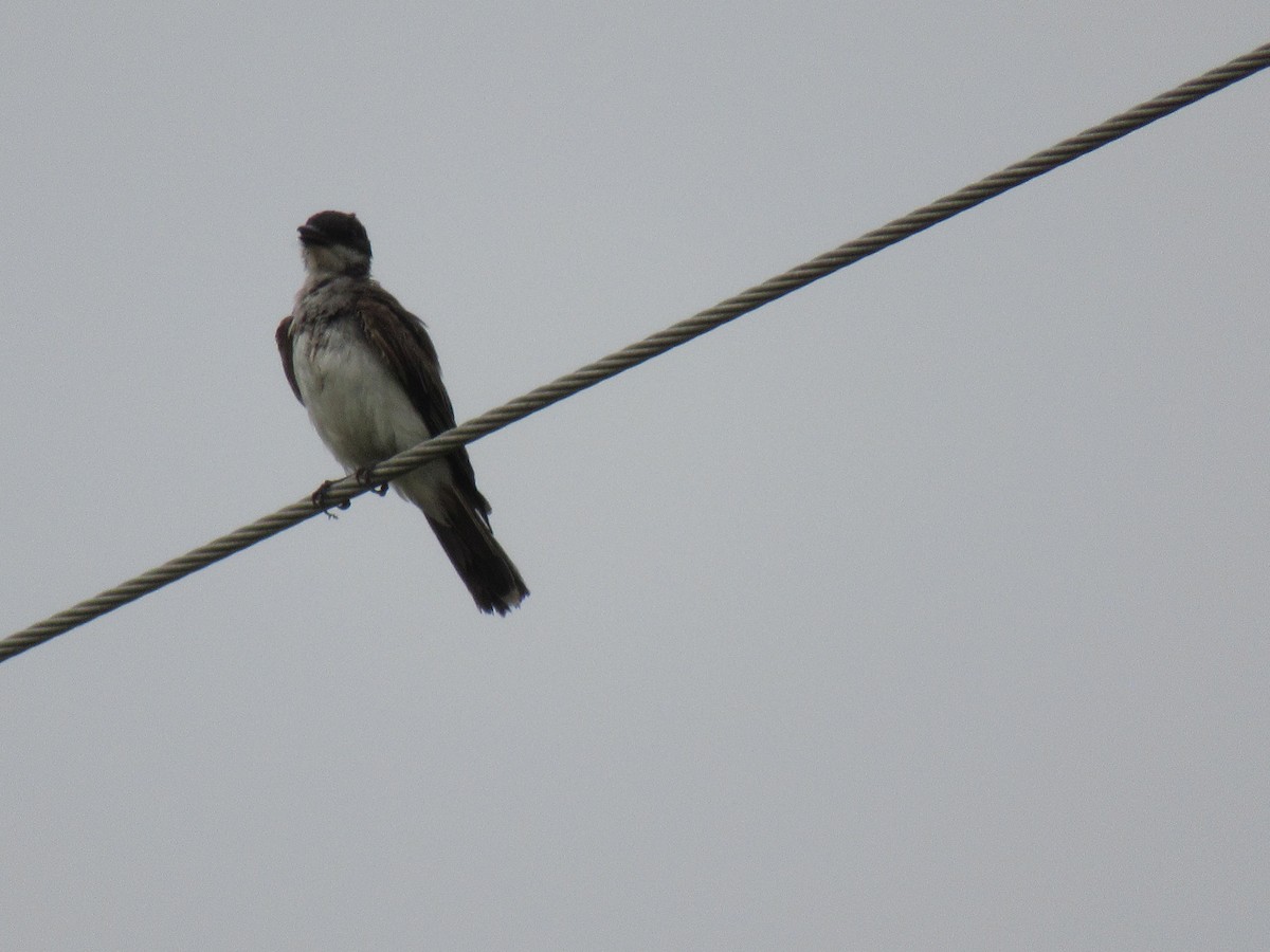 Eastern Kingbird - ML619957805