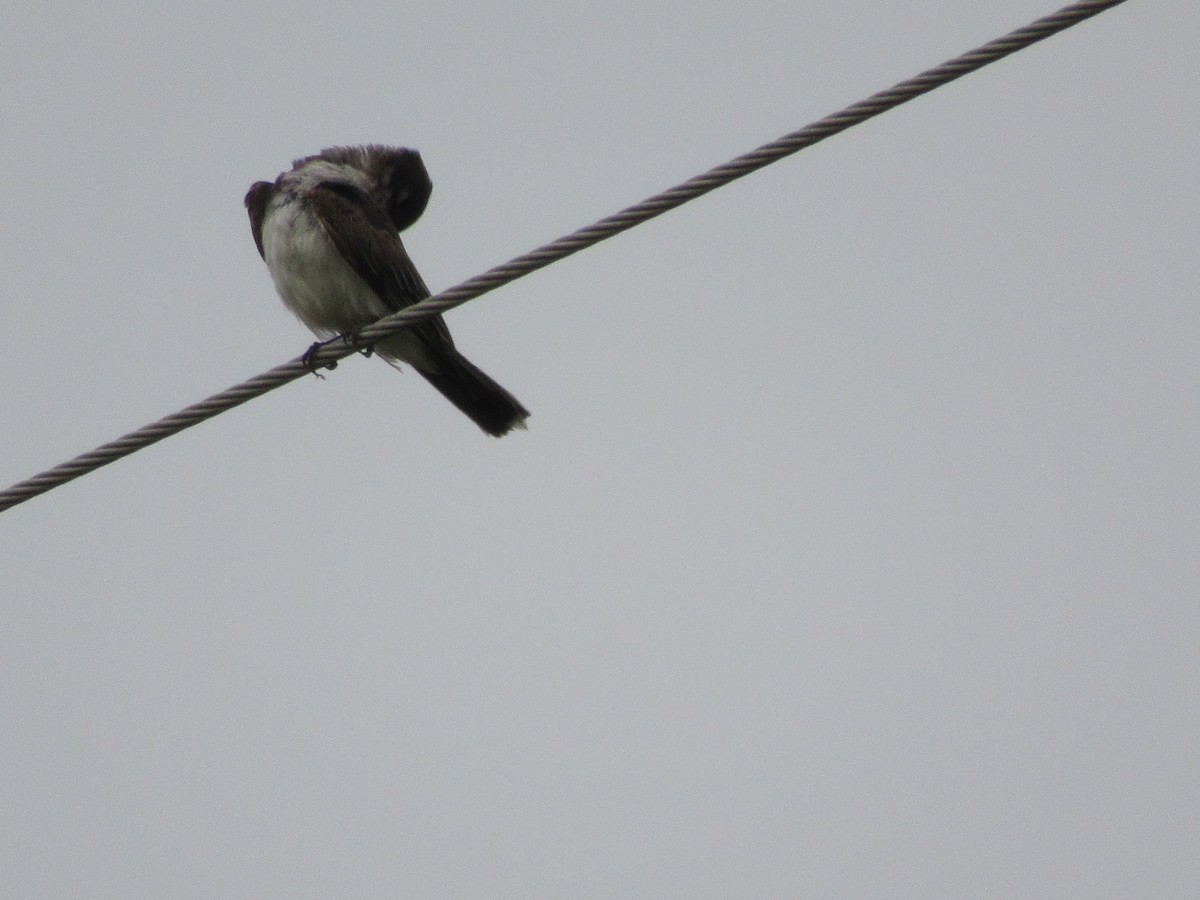 Eastern Kingbird - ML619957806