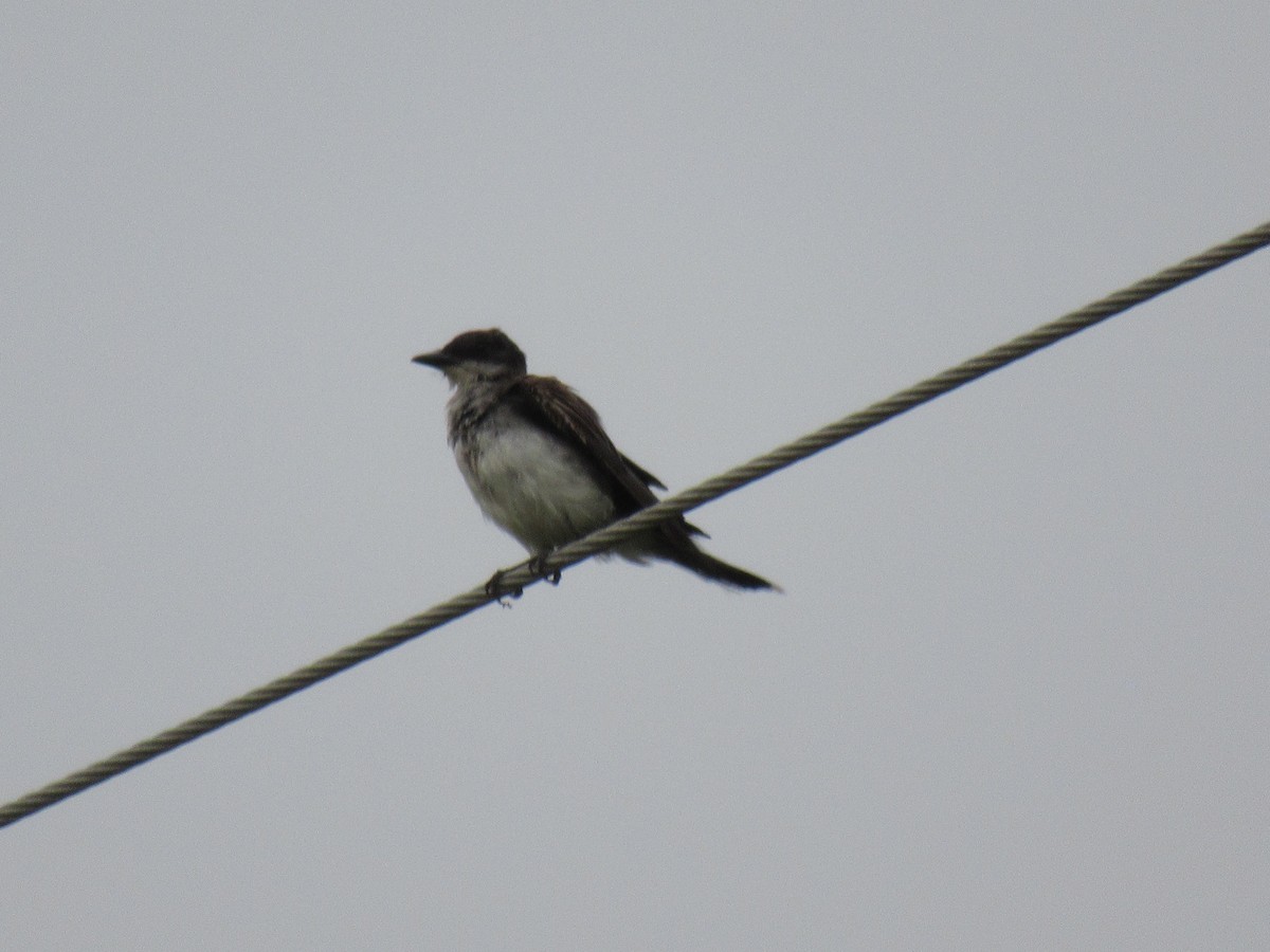 Eastern Kingbird - ML619957807