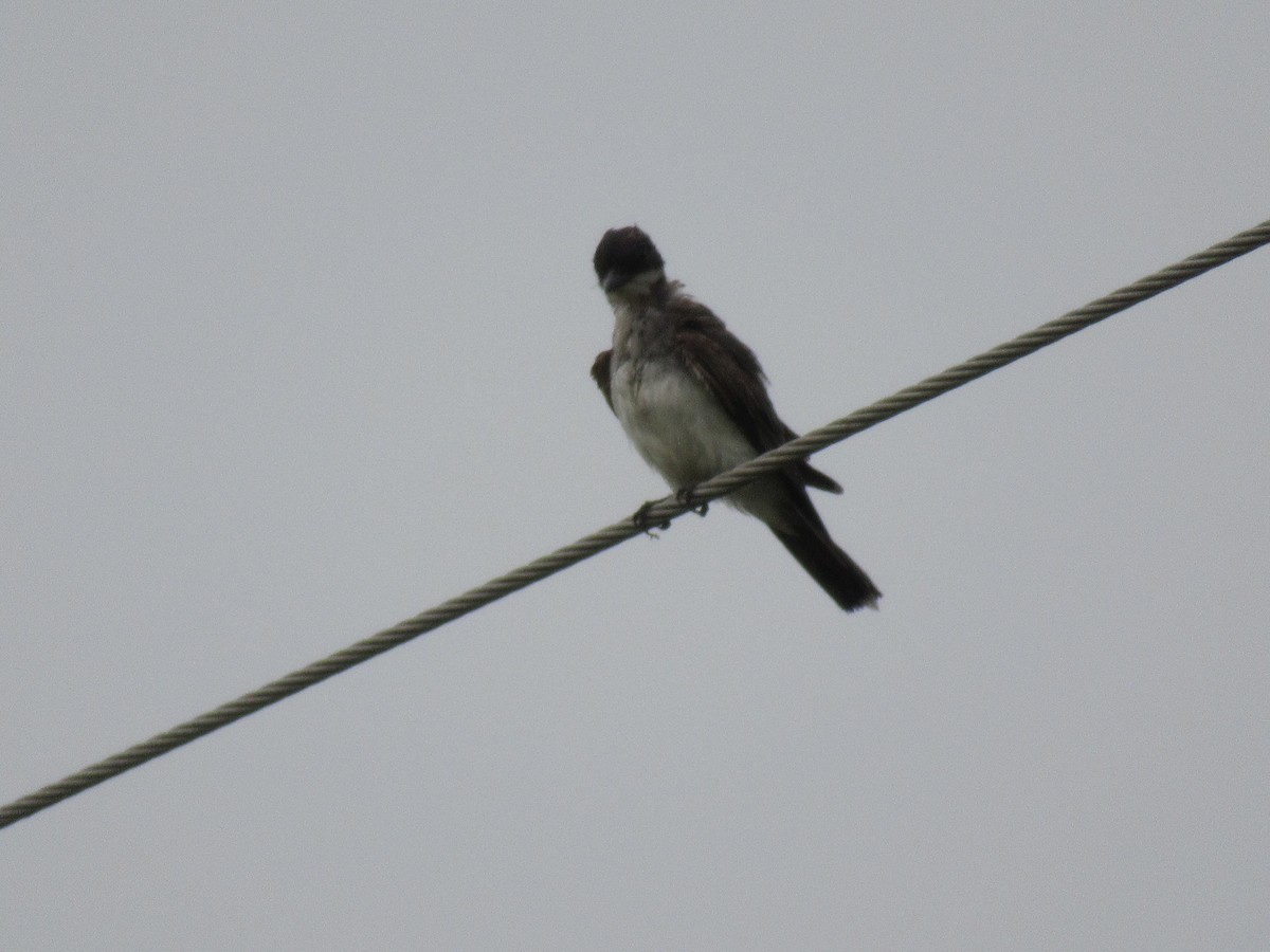 Eastern Kingbird - Cristina Armas