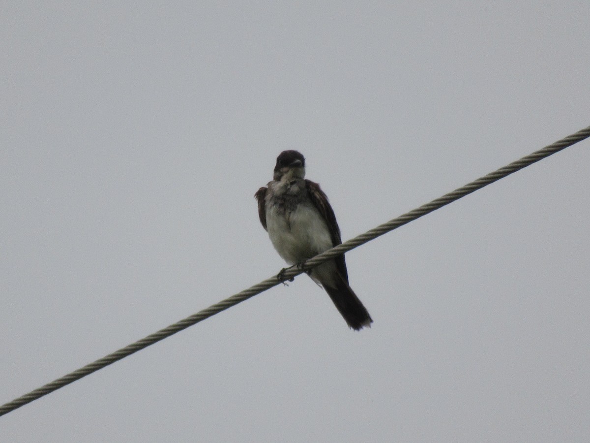 Eastern Kingbird - ML619957809