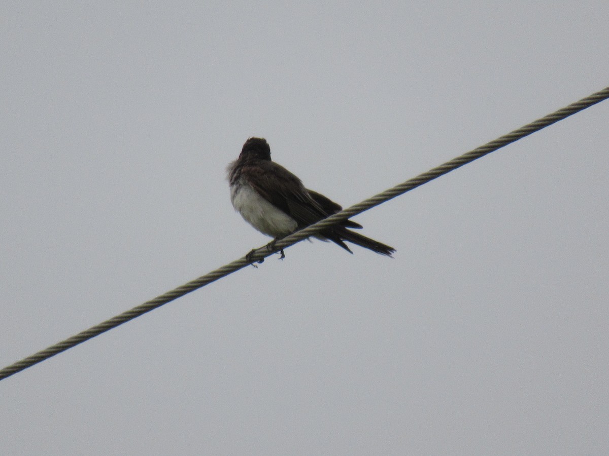 Eastern Kingbird - ML619957810