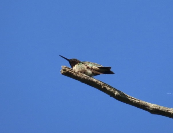 Ruby-throated Hummingbird - ML619957812