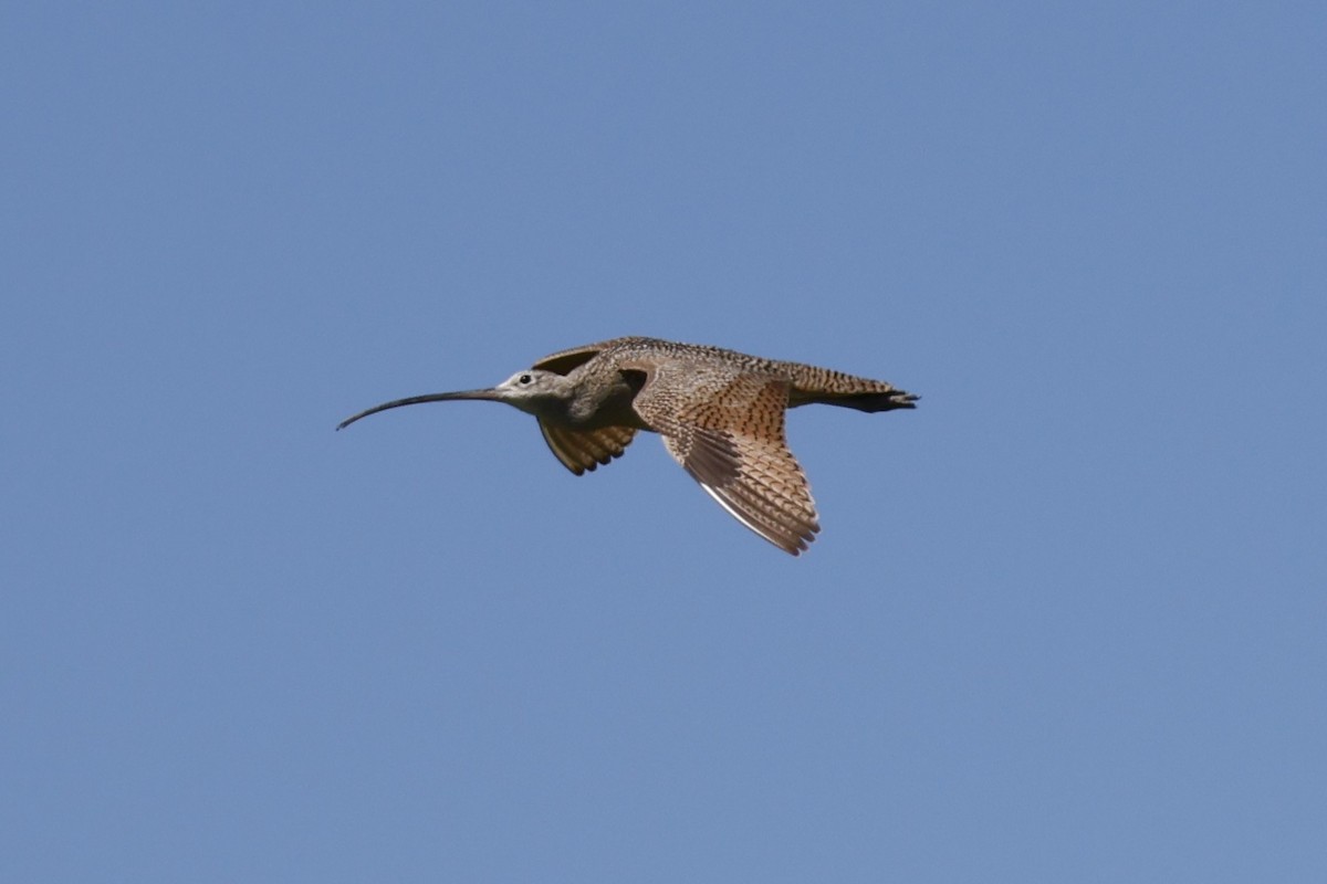 Long-billed Curlew - ML619957827