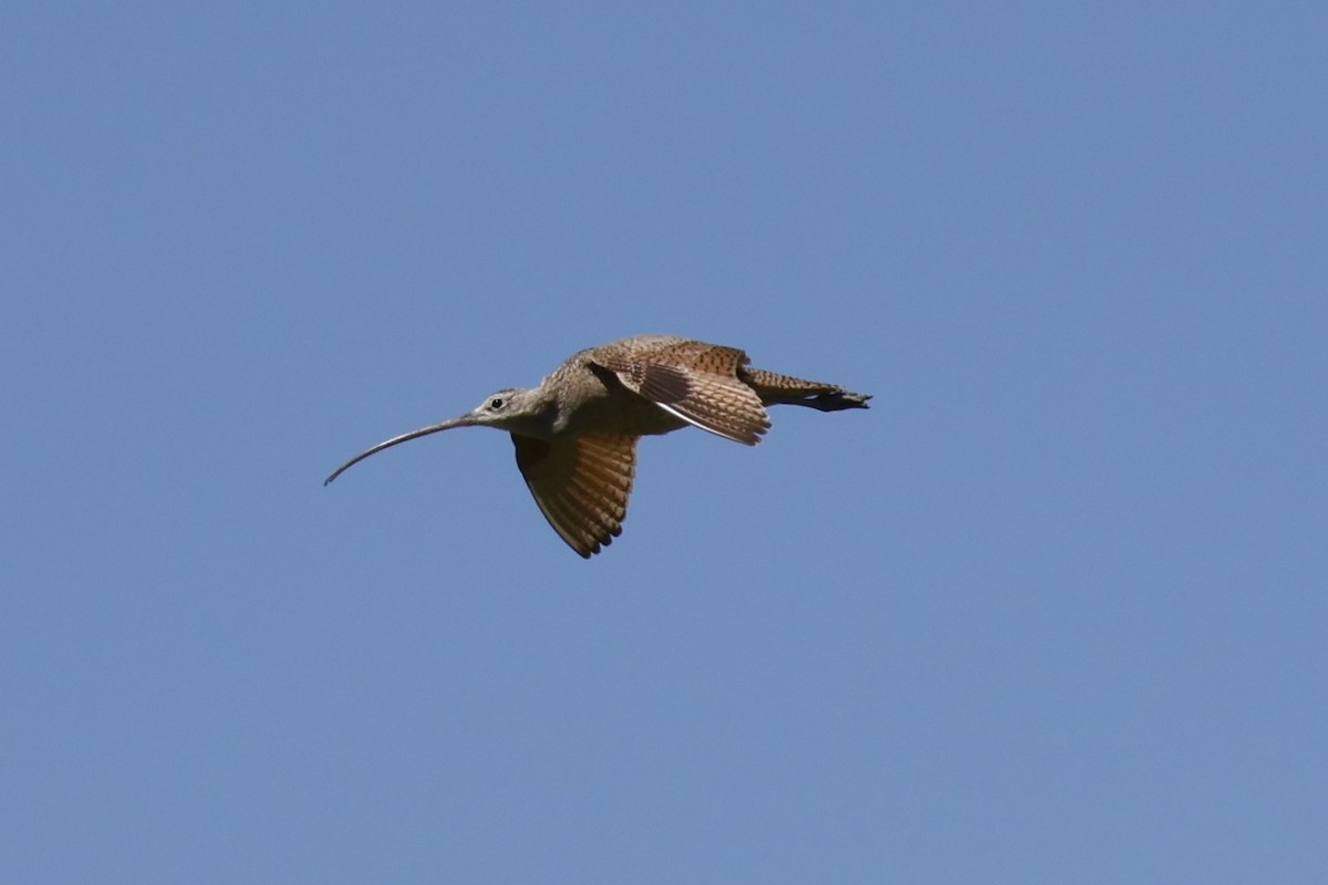 Long-billed Curlew - ML619957828