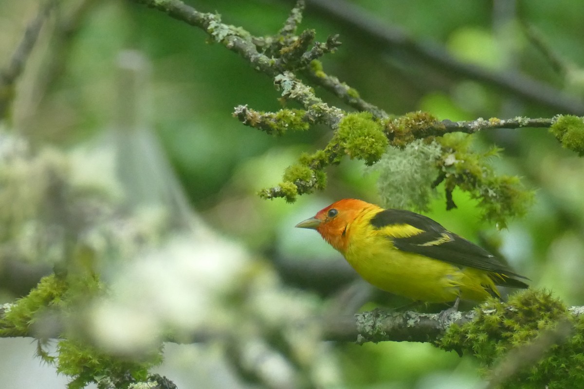 Western Tanager - ML619957830