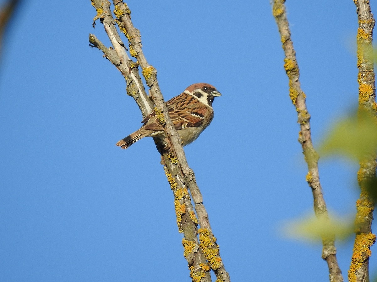 Eurasian Tree Sparrow - ML619957846