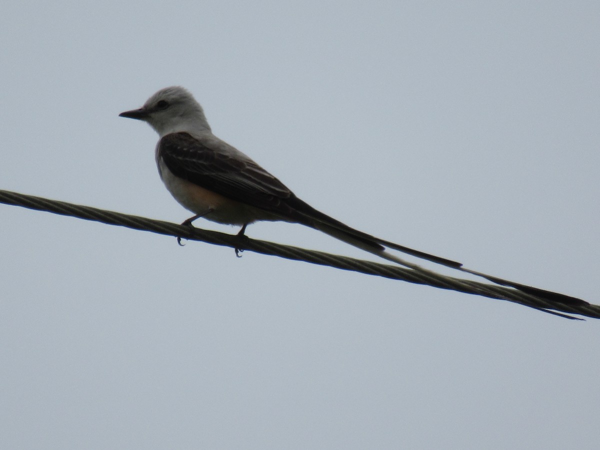 Scissor-tailed Flycatcher - ML619957848