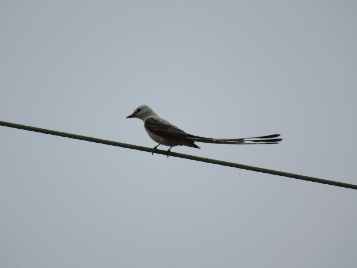 Scissor-tailed Flycatcher - ML619957852