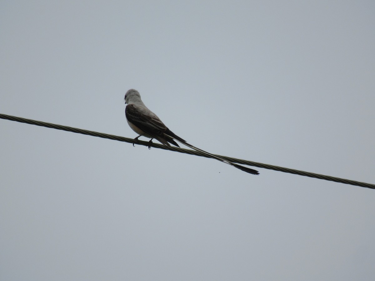 Scissor-tailed Flycatcher - ML619957853