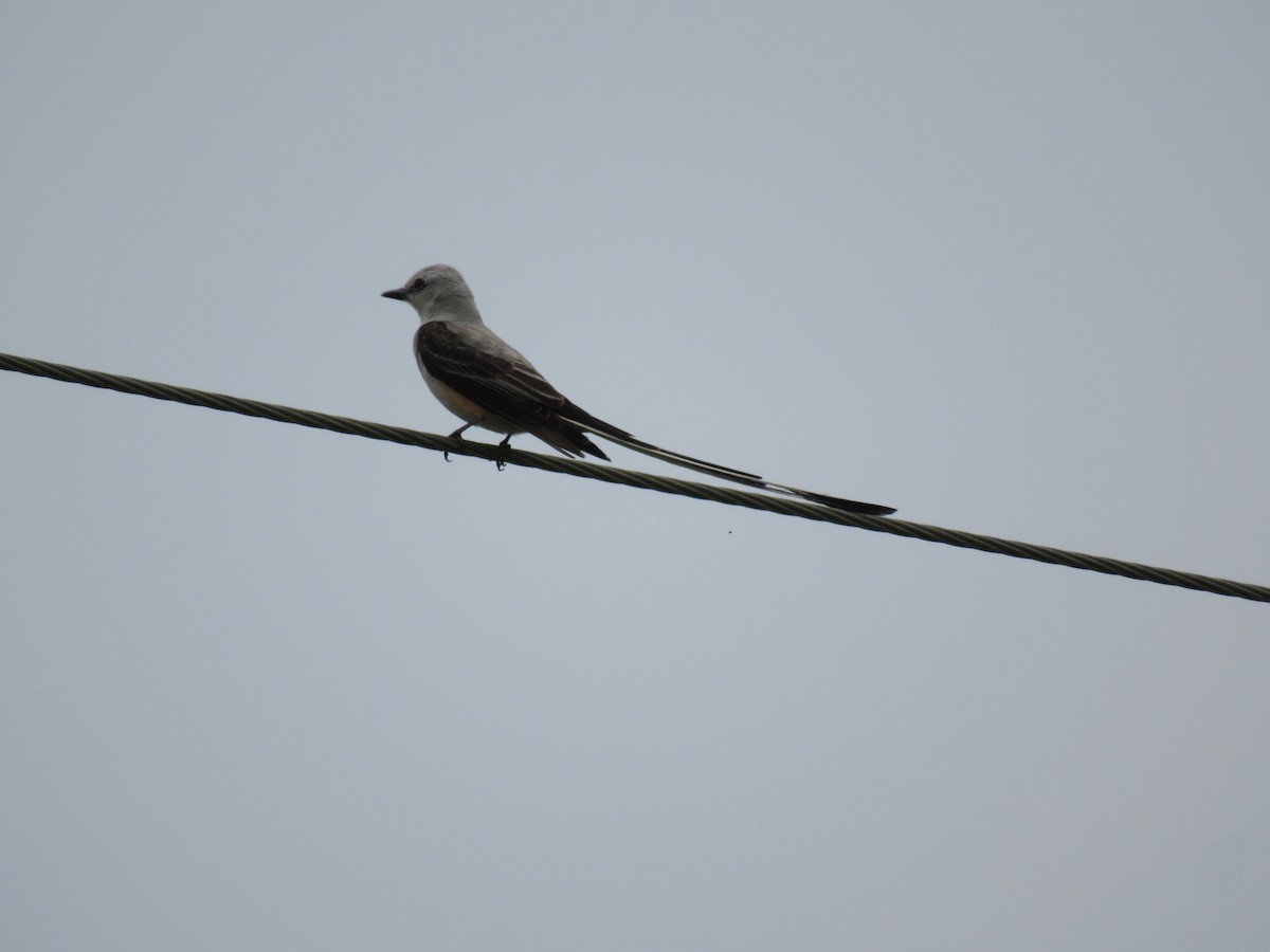 Scissor-tailed Flycatcher - ML619957855