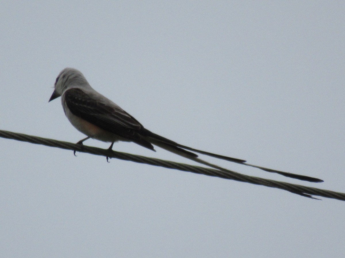 Scissor-tailed Flycatcher - ML619957856