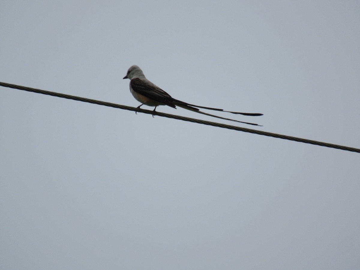 Scissor-tailed Flycatcher - ML619957857