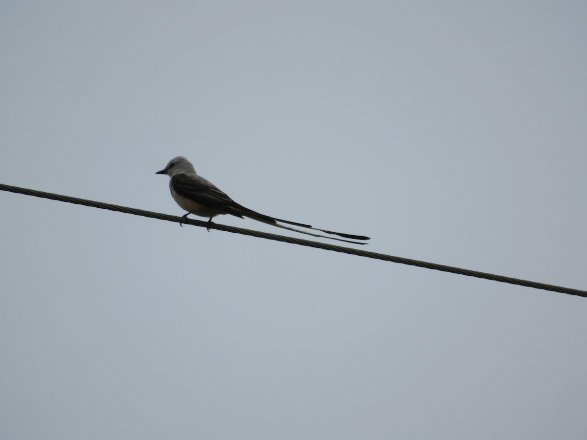 Scissor-tailed Flycatcher - ML619957859