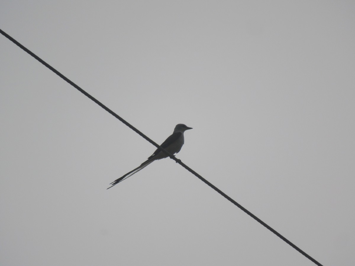 Scissor-tailed Flycatcher - ML619957860