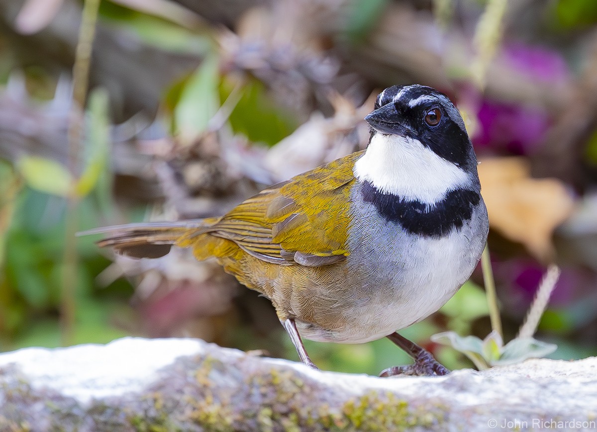 Sierra Nevada Brushfinch - ML619957864