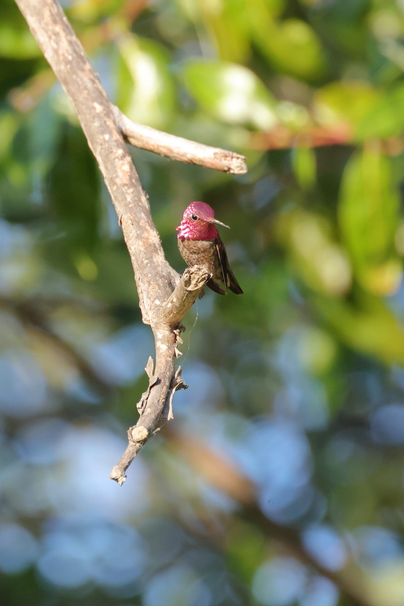 Anna's Hummingbird - ML619957871