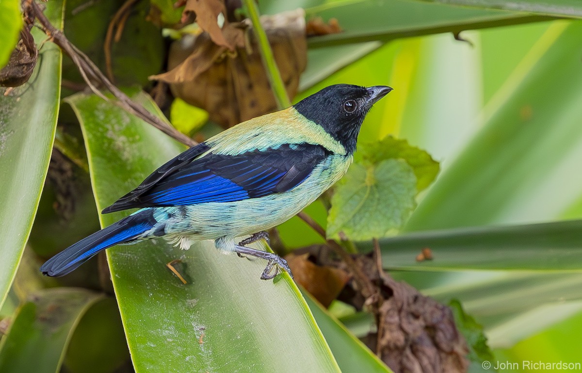 Black-headed Tanager - ML619957882