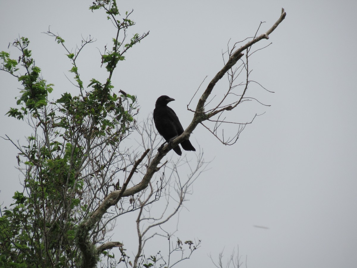 American Crow - ML619957884