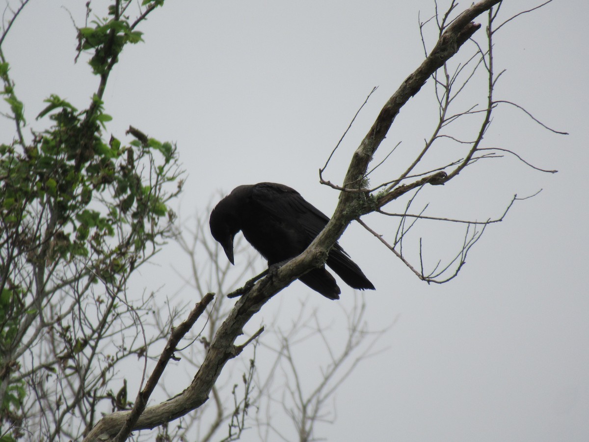 American Crow - ML619957885