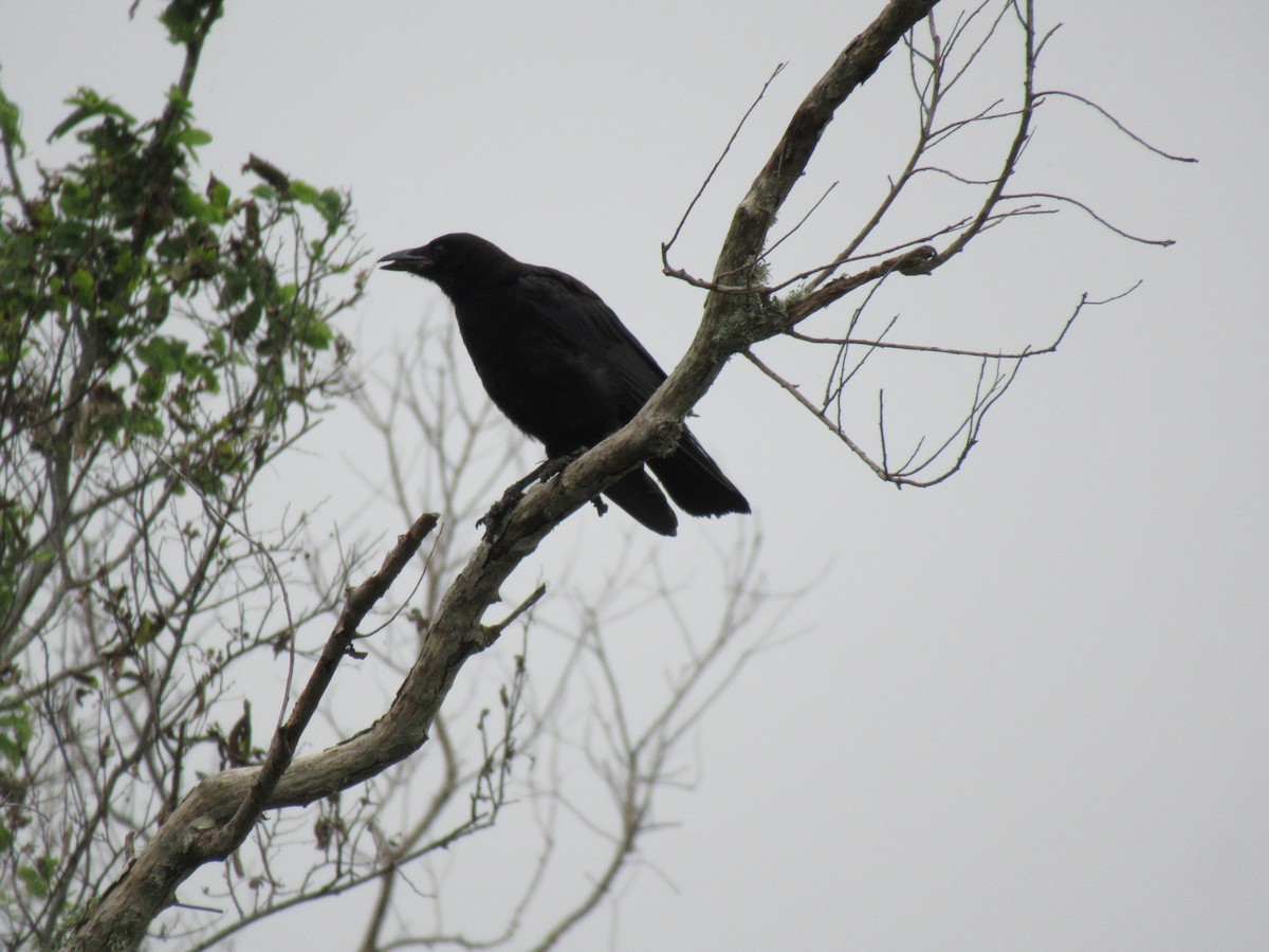 American Crow - ML619957886