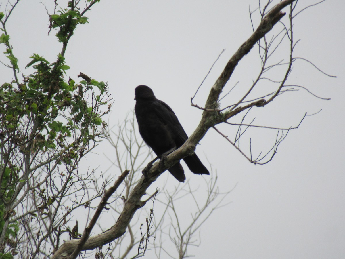 American Crow - ML619957887