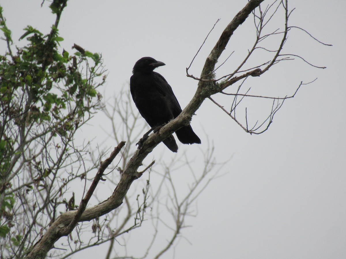 American Crow - ML619957888