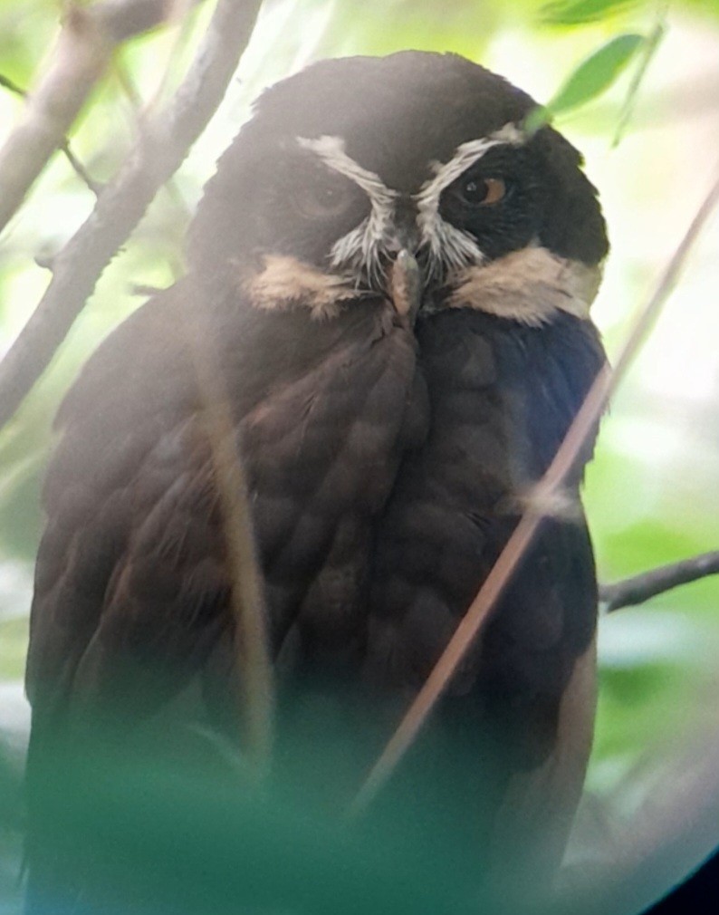 Spectacled Owl - ML619957902
