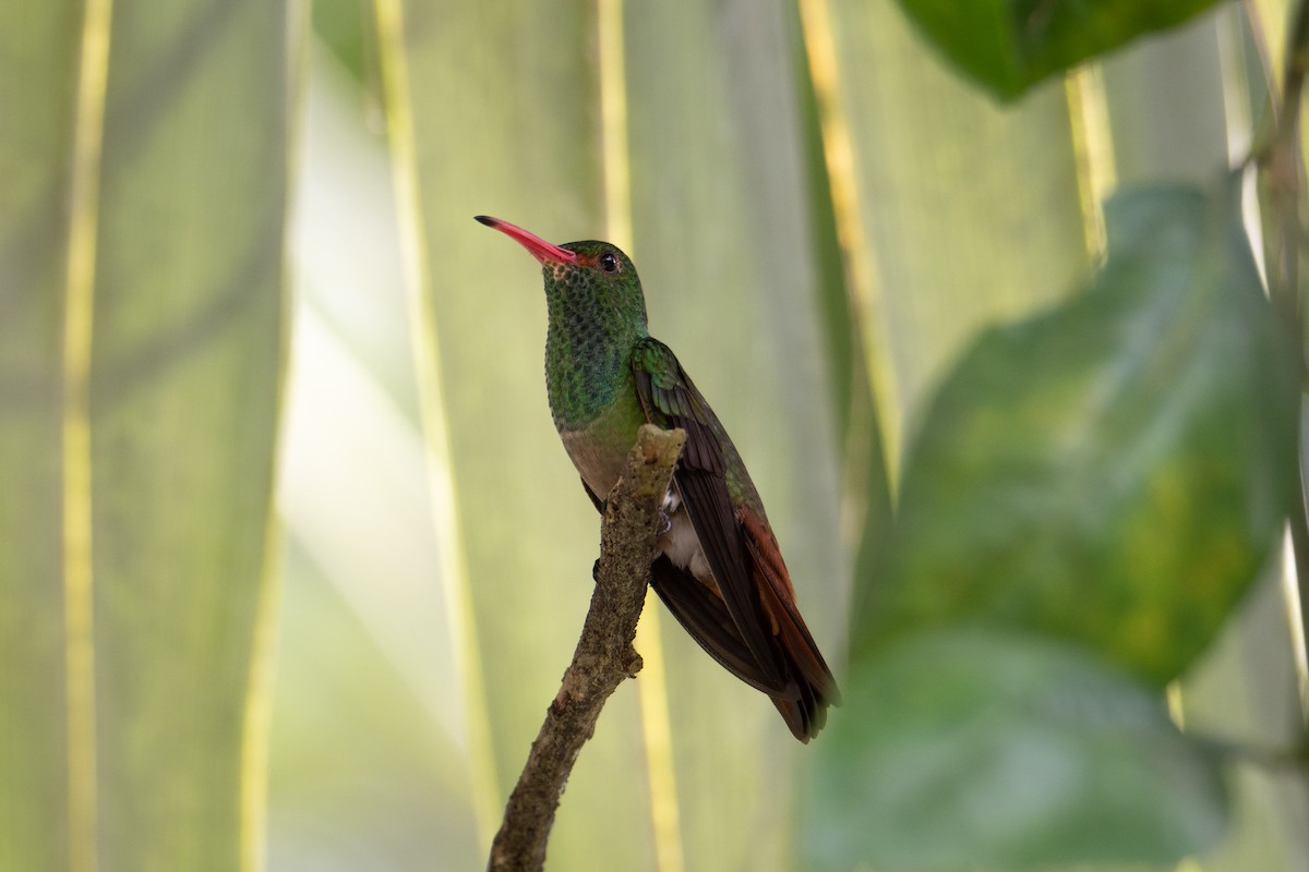Rufous-tailed Hummingbird - ML619957904