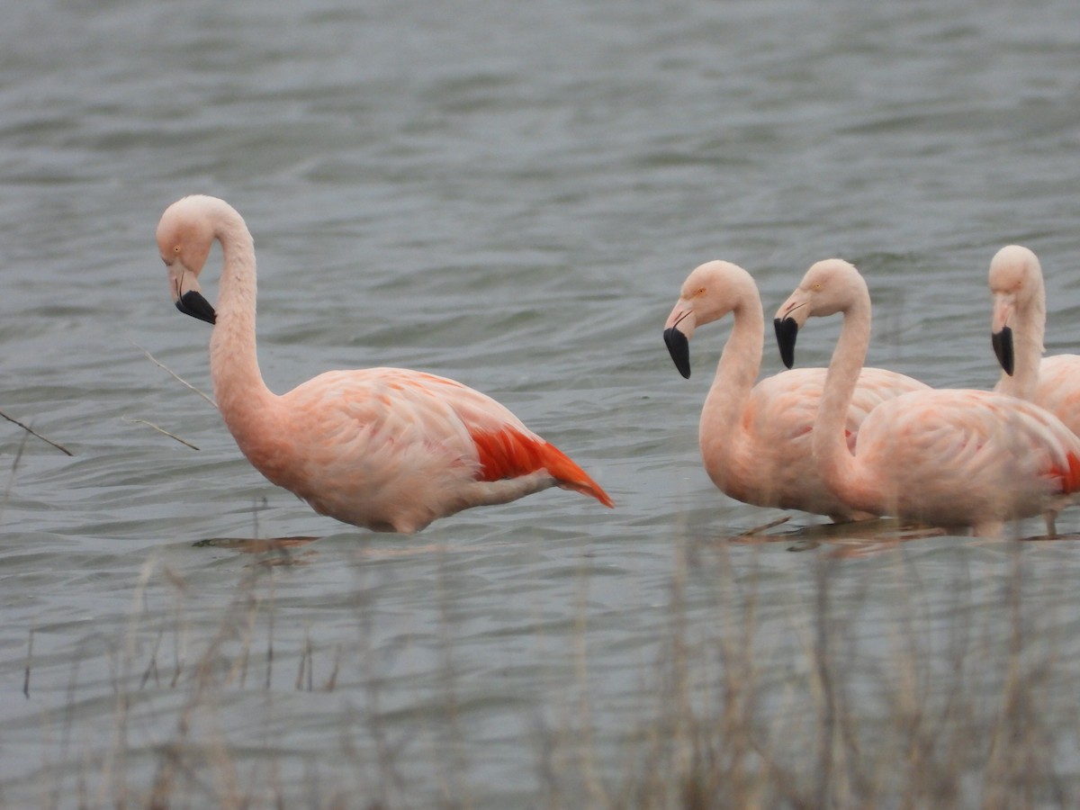 Chilean Flamingo - ML619957911