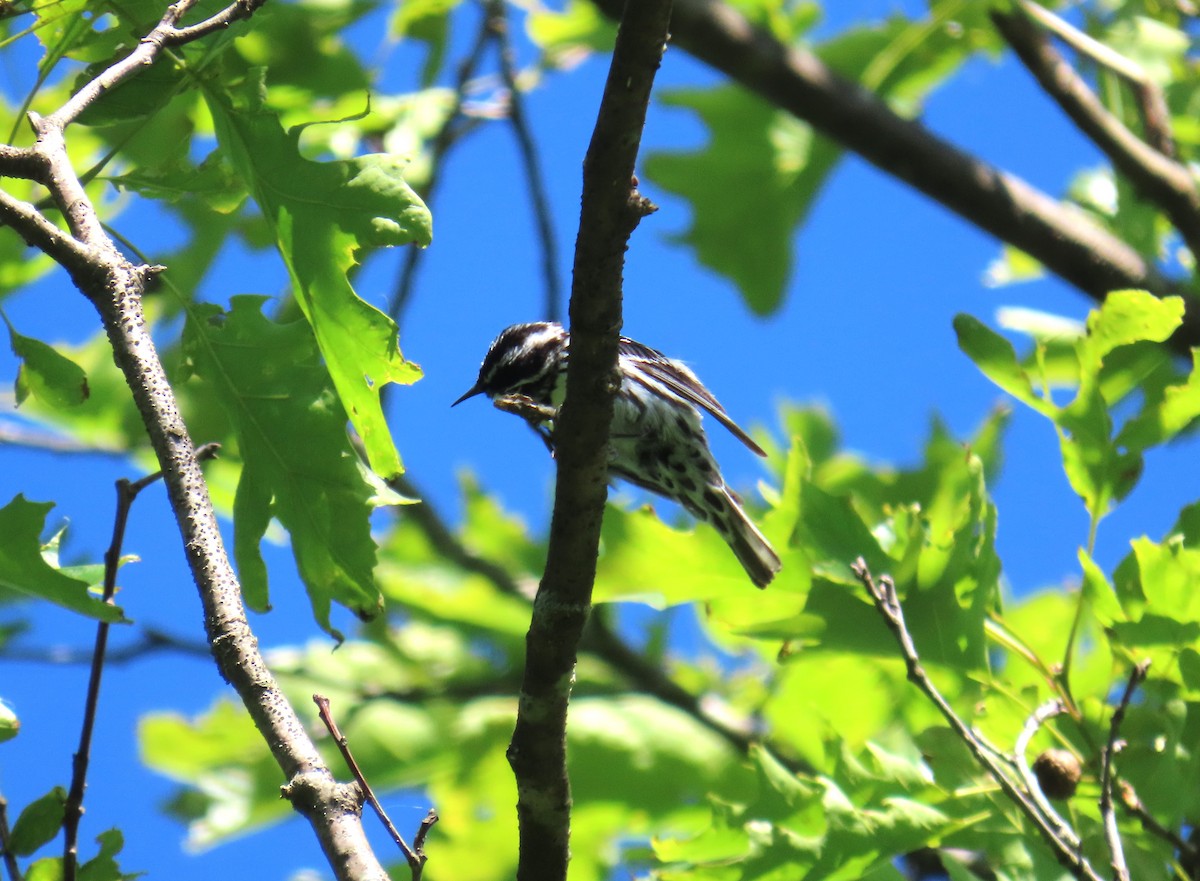 Black-and-white Warbler - ML619957912