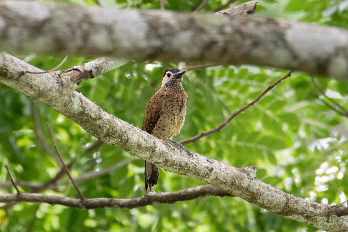 Spot-breasted Woodpecker - ML619957920