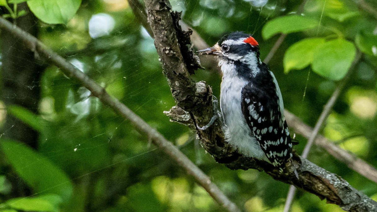 Downy Woodpecker - ML619957956