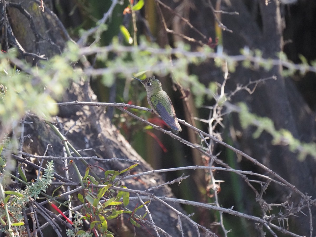 Green-backed Firecrown - ML619957962