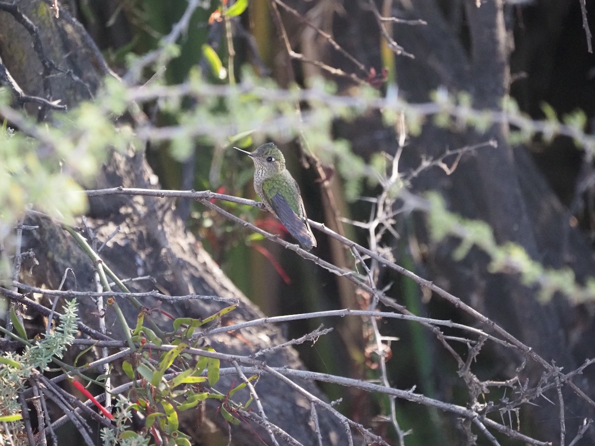Green-backed Firecrown - ML619957963