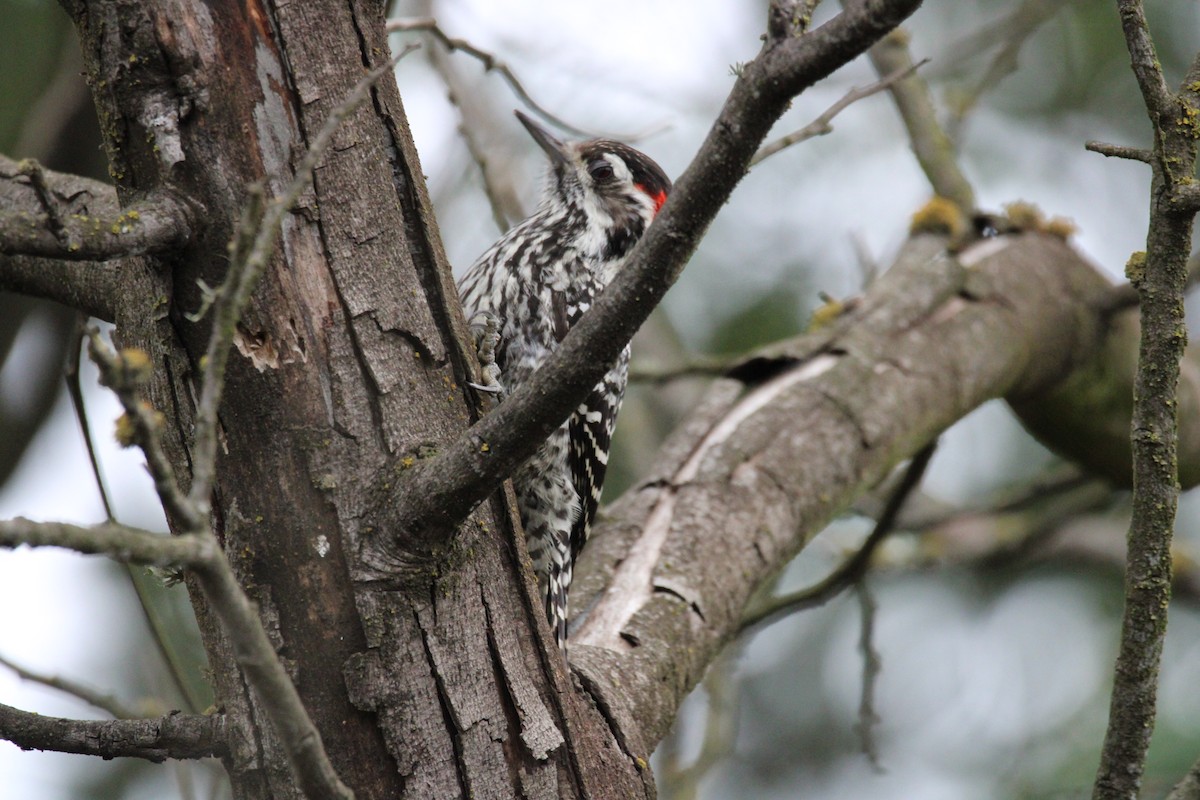 Striped Woodpecker - ML619957967