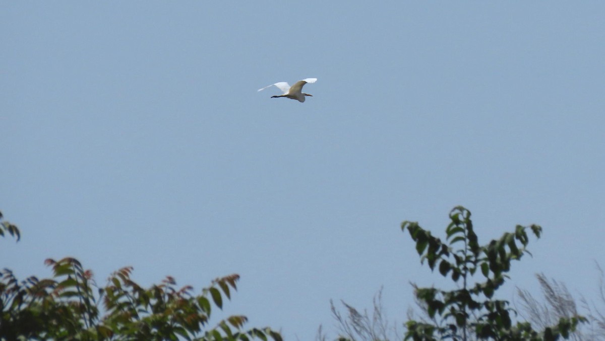 Great Egret - ML619957982