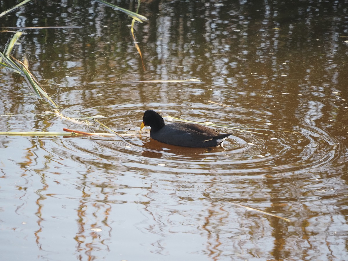 Red-gartered Coot - ML619957983