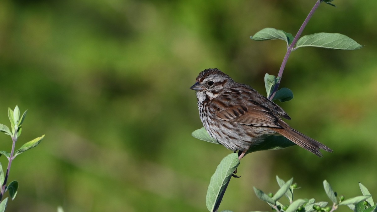 Song Sparrow - ML619957998