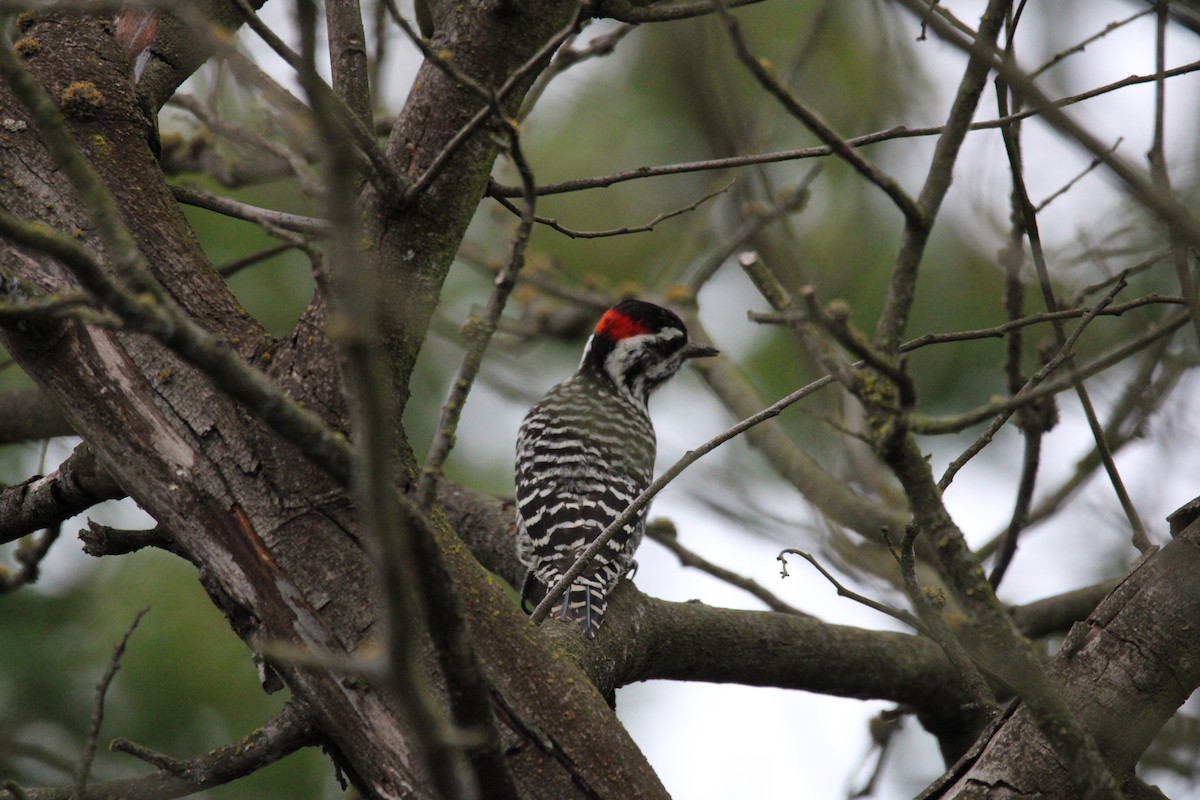 Striped Woodpecker - ML619958042