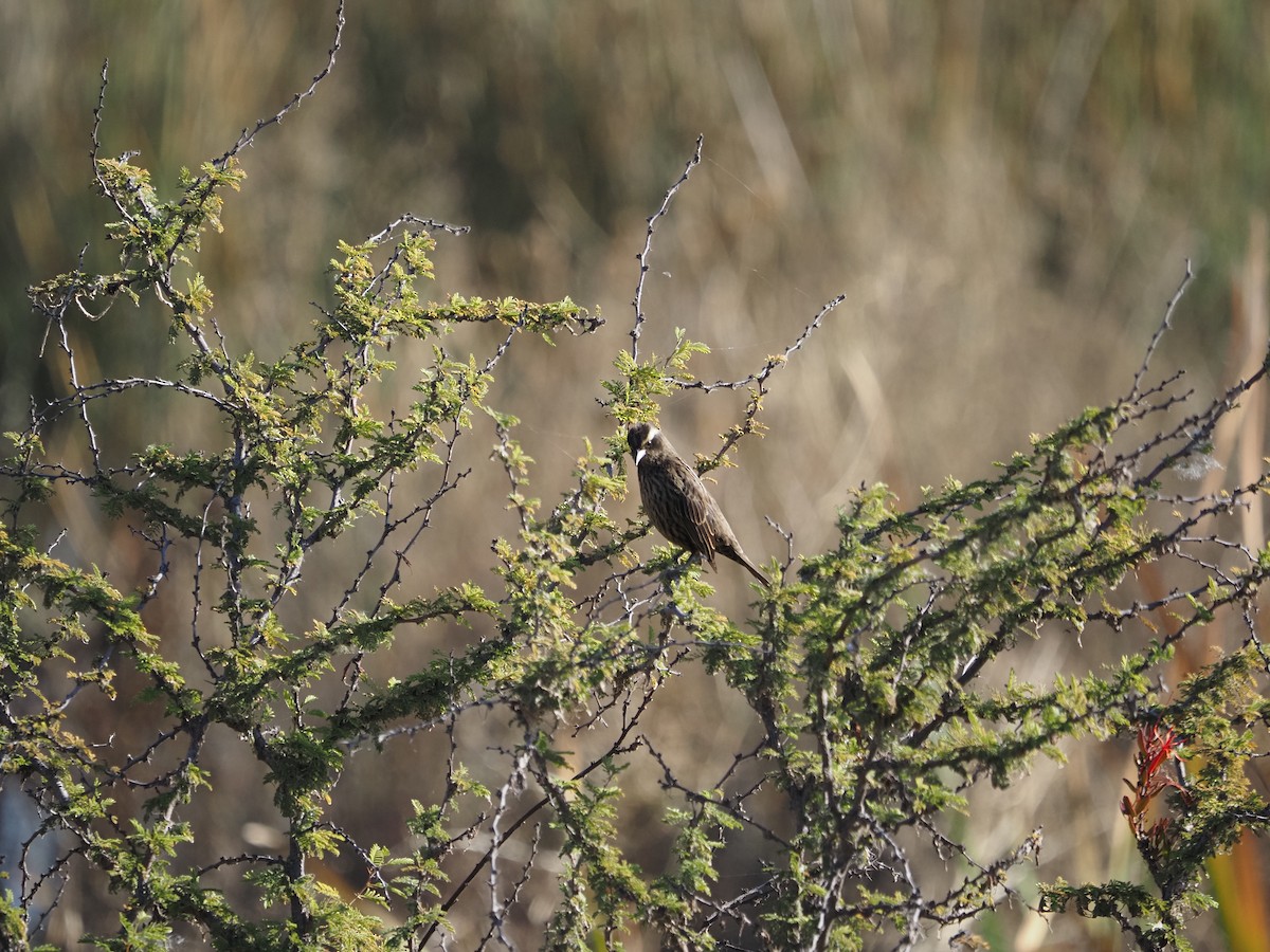 Yellow-winged Blackbird - Clemente Sanchez