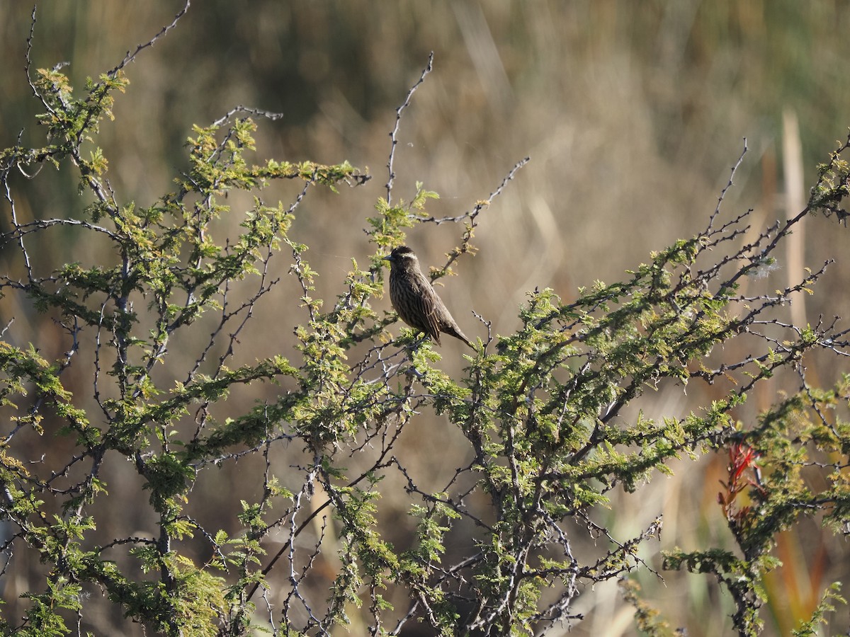 Yellow-winged Blackbird - ML619958062