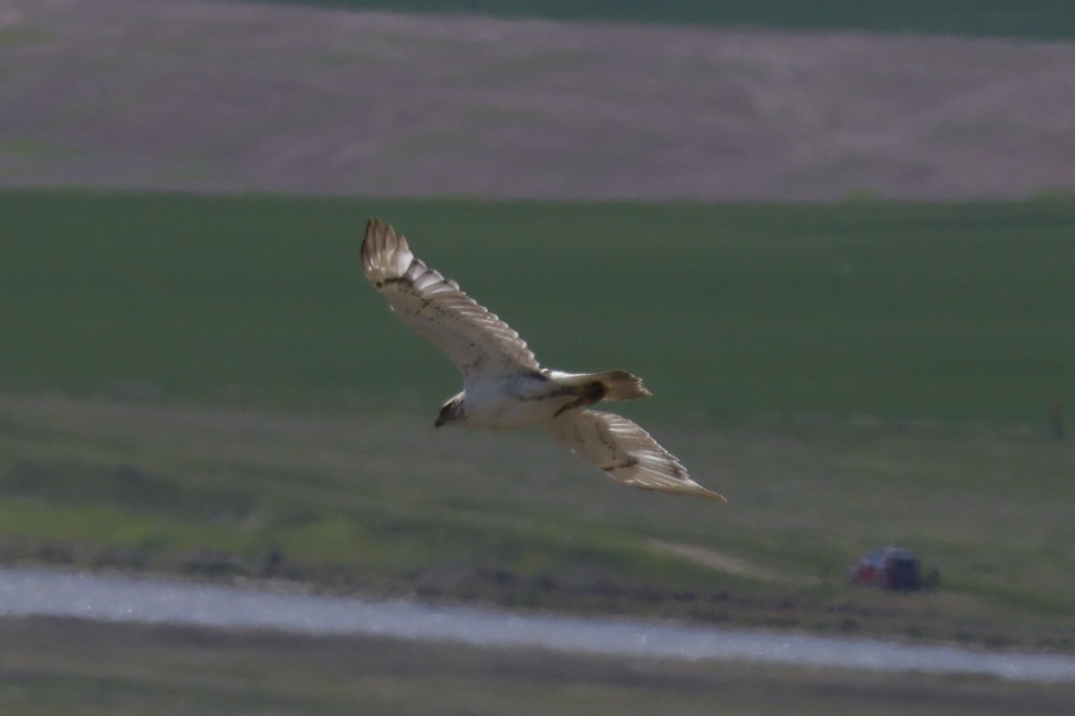 Ferruginous Hawk - Mathieu Soetens