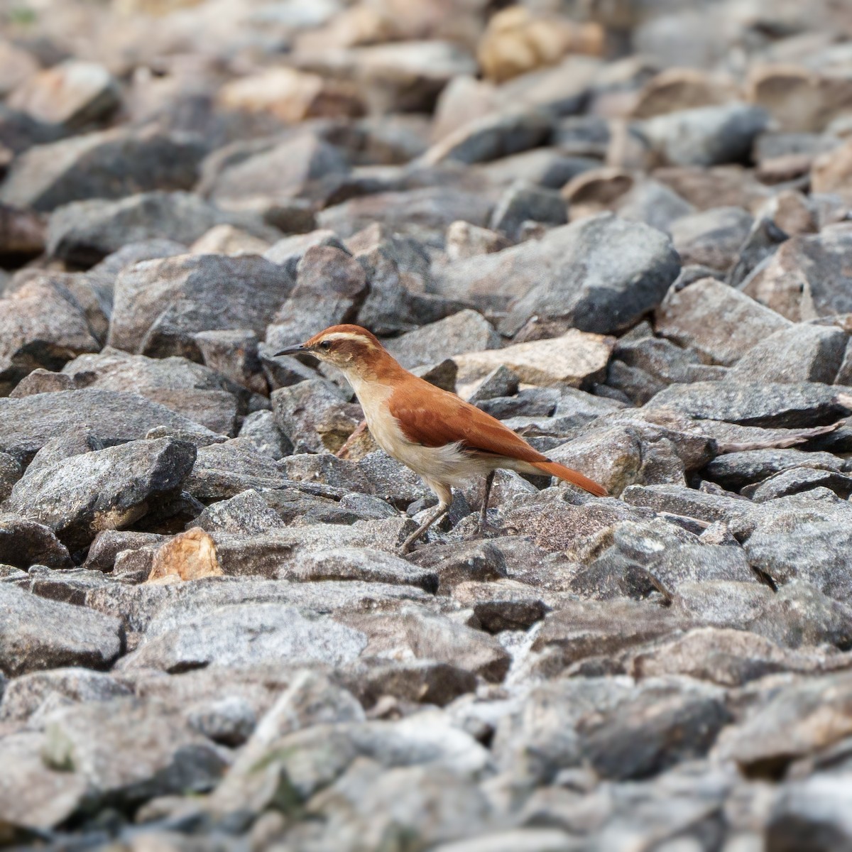 Wing-banded Hornero - ML619958115