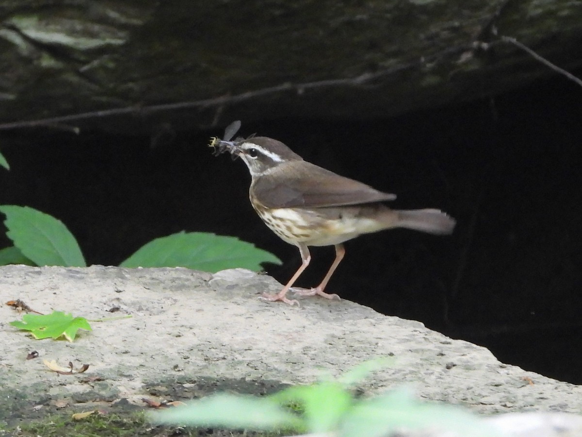 Louisiana Waterthrush - ML619958117