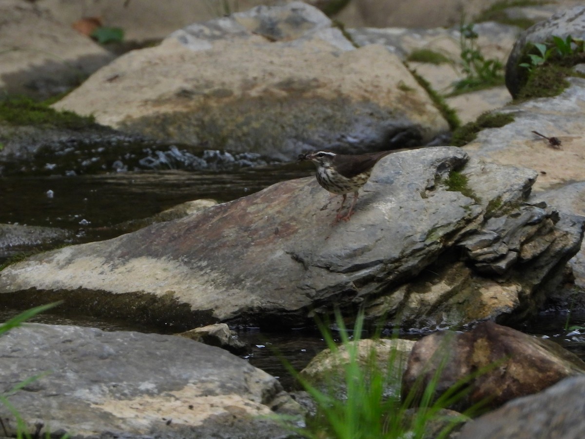 Louisiana Waterthrush - ML619958118